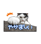 たまおの会話（個別スタンプ：27）