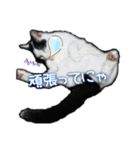 たまおの会話（個別スタンプ：28）
