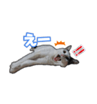 たまおの会話（個別スタンプ：29）