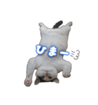 たまおの会話（個別スタンプ：30）