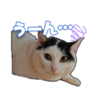 たまおの会話（個別スタンプ：31）