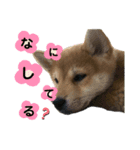 春1（個別スタンプ：4）