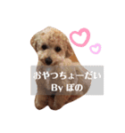 ポノちゃんスタンプその8（個別スタンプ：2）