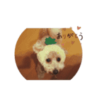 ポノちゃんスタンプその8（個別スタンプ：3）