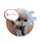 ポノちゃんスタンプその8（個別スタンプ：7）