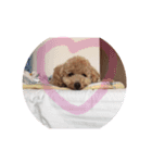 ポノちゃんスタンプその8（個別スタンプ：8）
