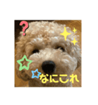 ポムはいつもげんきなんです〜（個別スタンプ：3）