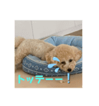 ポムはいつもげんきなんです〜（個別スタンプ：4）