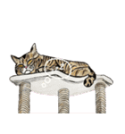 我が家の三匹の保護猫（個別スタンプ：5）