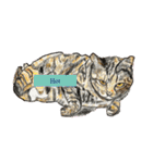 我が家の三匹の保護猫（個別スタンプ：6）