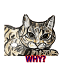 我が家の三匹の保護猫（個別スタンプ：8）