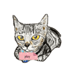 我が家の三匹の保護猫（個別スタンプ：13）