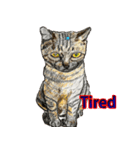 我が家の三匹の保護猫（個別スタンプ：29）