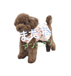 おてんばプードル3（個別スタンプ：12）