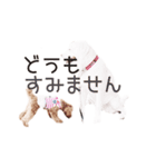 おてんばプードル3（個別スタンプ：13）