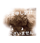 おてんばプードル3（個別スタンプ：14）