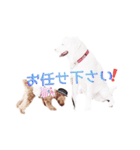 おてんばプードル3（個別スタンプ：23）