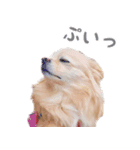 ポメチワのべるちゃん（個別スタンプ：2）
