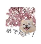 ポメチワのべるちゃん（個別スタンプ：3）