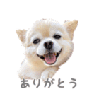 ポメチワのべるちゃん（個別スタンプ：5）