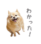 ポメチワのべるちゃん（個別スタンプ：6）