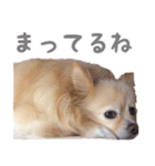 ポメチワのべるちゃん（個別スタンプ：8）