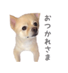 ポメチワのべるちゃん（個別スタンプ：9）