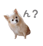 ポメチワのべるちゃん（個別スタンプ：10）