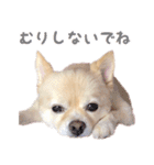 ポメチワのべるちゃん（個別スタンプ：12）