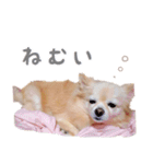 ポメチワのべるちゃん（個別スタンプ：14）