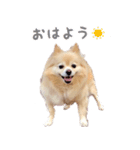 ポメチワのべるちゃん（個別スタンプ：16）
