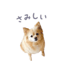 ポメチワのべるちゃん（個別スタンプ：18）