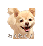 ポメチワのべるちゃん（個別スタンプ：20）