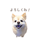 ポメチワのべるちゃん（個別スタンプ：23）