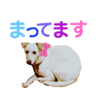 ターボっちゃま（個別スタンプ：29）