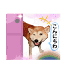 ターボっちゃま（個別スタンプ：38）