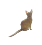 猫まろんスタンプ（個別スタンプ：1）