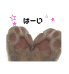 猫まろんスタンプ（個別スタンプ：10）