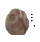 猫まろんスタンプ（個別スタンプ：13）