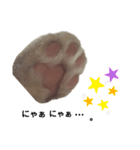 猫まろんスタンプ（個別スタンプ：15）