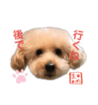 トイプードルまめ 第三弾（個別スタンプ：2）