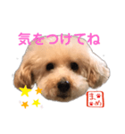 トイプードルまめ 第三弾（個別スタンプ：3）