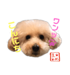 トイプードルまめ 第三弾（個別スタンプ：5）