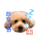 トイプードルまめ 第三弾（個別スタンプ：8）