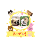 べっぴんブルドッグM＆G（個別スタンプ：9）