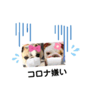 べっぴんブルドッグM＆G（個別スタンプ：12）