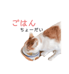 ちゃーちゃのスタンプ（個別スタンプ：7）