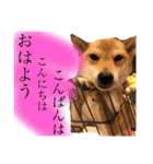 きいとゆめの日常（個別スタンプ：2）