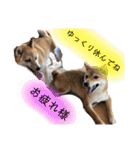 きいとゆめの日常（個別スタンプ：12）