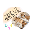 きいとゆめの日常（個別スタンプ：16）